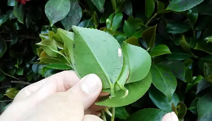 fixing black spots on camellia leaves