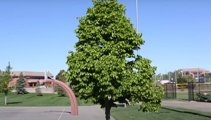 Linden Trees on Hot Summer