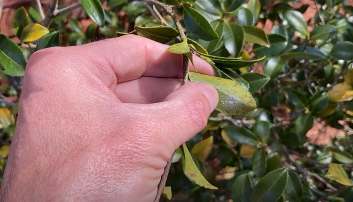 Pest and Insect Attacks on Camellias