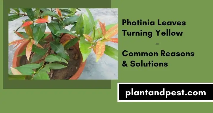 Photinia Leaves Turning Yellow