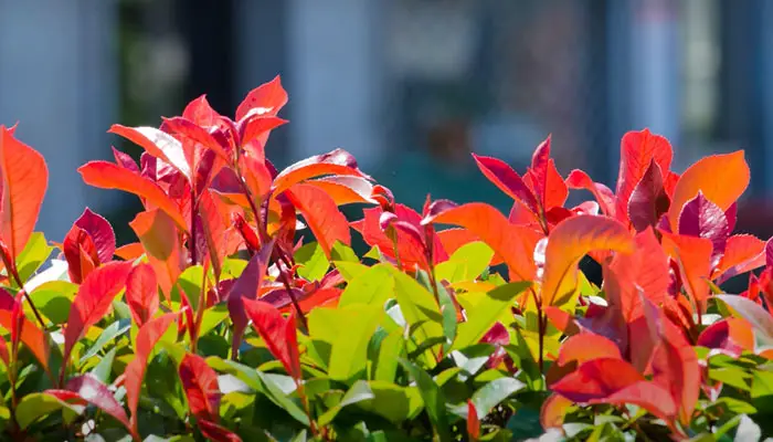 Photinia Leaves Dropping problem Fixing