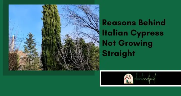 Reasons Behind Italian Cypress Not Growing Straight