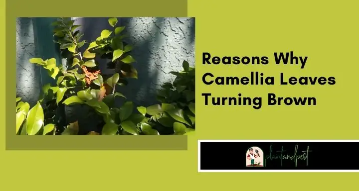 Reasons Why Camellia Leaves Turning Brown