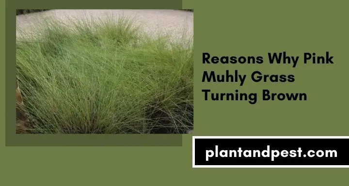 Reasons Why Pink Muhly Grass Turning Brown