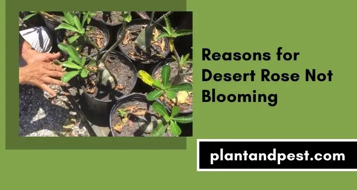 Desert Rose Not Blooming