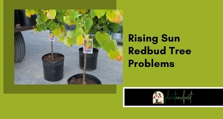 Rising Sun Redbud Tree Problems