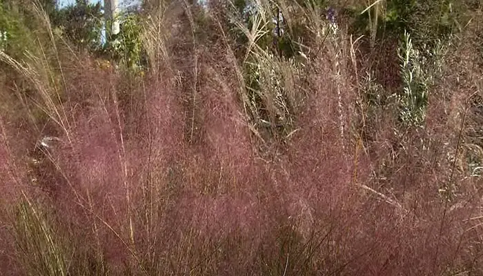 Pink Muhly Grass Under Sunlight