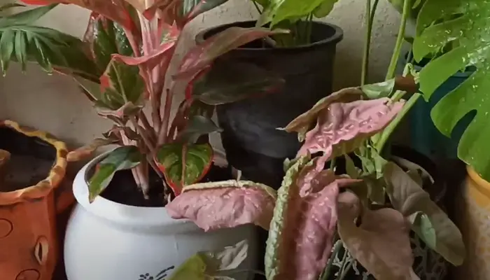 Leaves Curling Problem on Syngonium Plant 