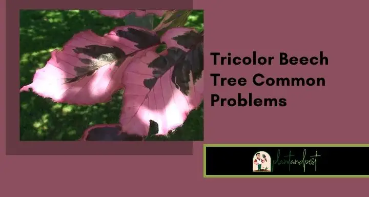 Tricolor Beech Tree Common Problems