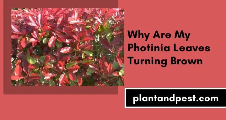 Photinia Leaves Turning Brown