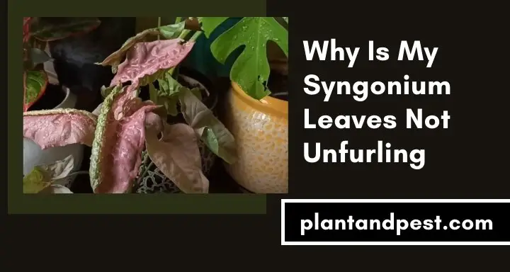 Syngonium Leaves Not Unfurling