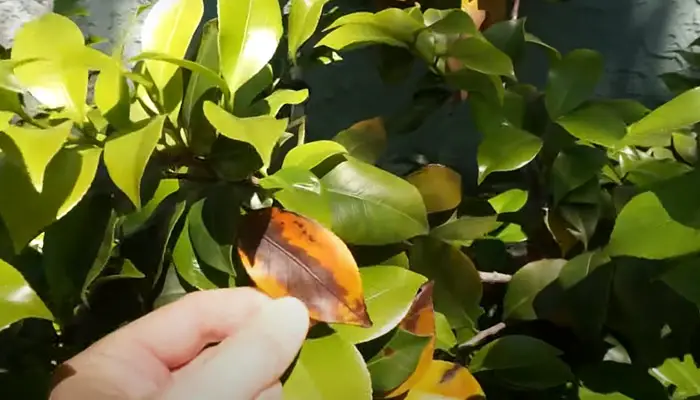 yellow and brown leaves on a Camellia bush