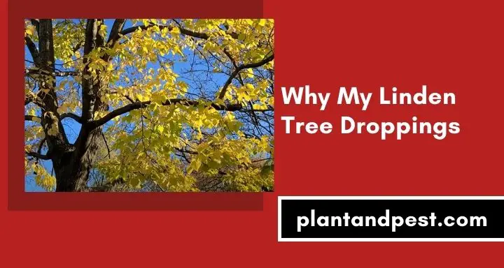 Why My Linden Tree Droppings