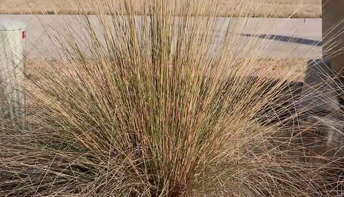 Brown Pink Muhly Ornamental Grass