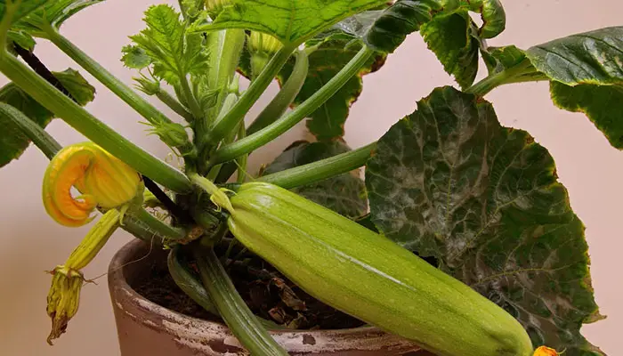 Zucchini Plant Brown Leaves Problem