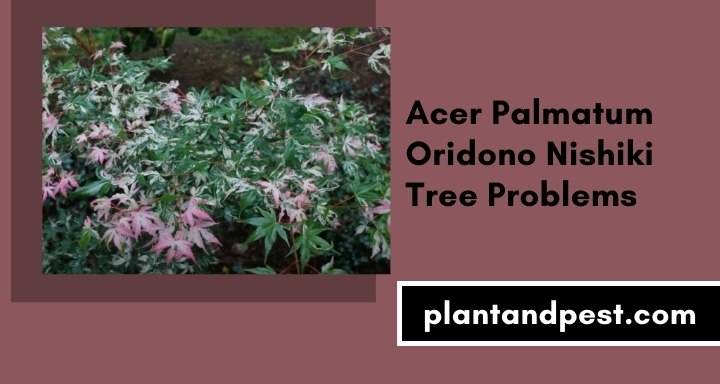 Acer Palmatum Oridono Nishiki Tree Problems
