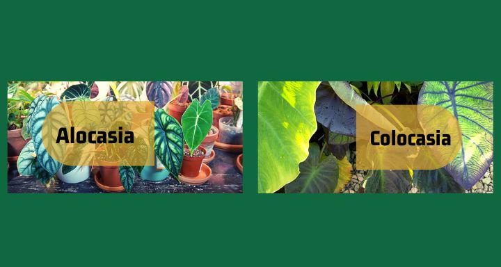 Alocasia vs Colocasia Differences