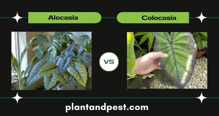 Alocasia vs Colocasia