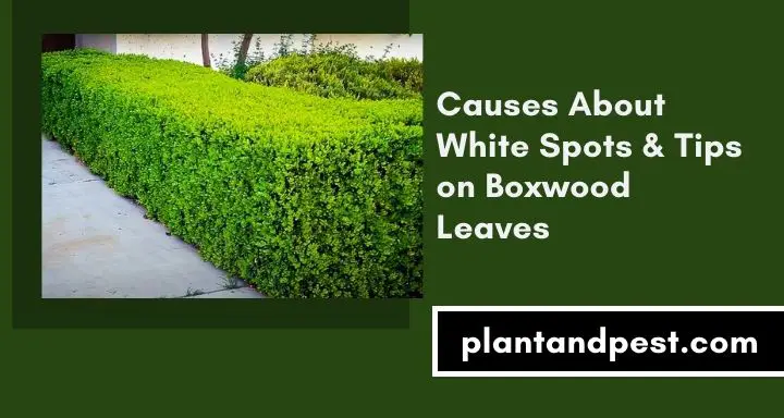 White Spots & Tips on Boxwood Leaves