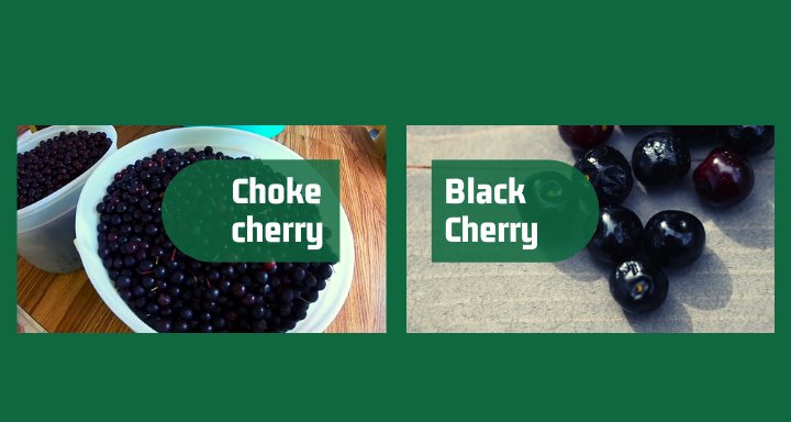 difference between Chokecherry and Black Cherry