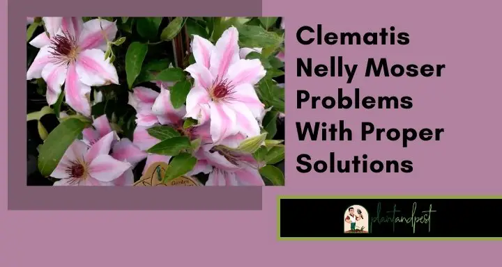 Clematis Nelly Moser Problems With Proper Solutions