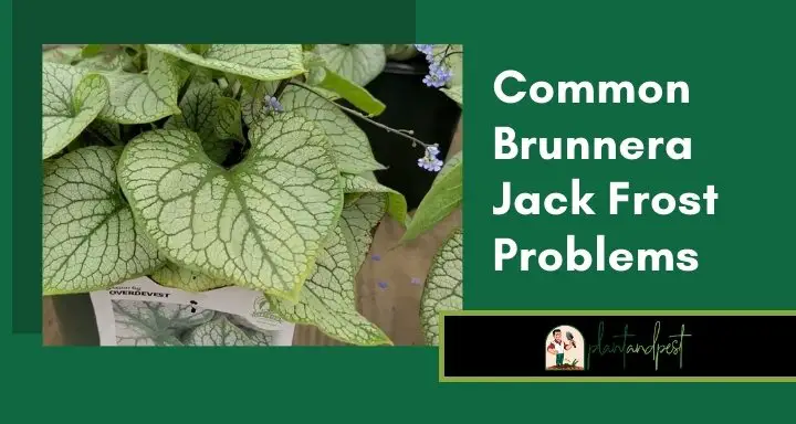 Common Brunnera Jack Frost Problems