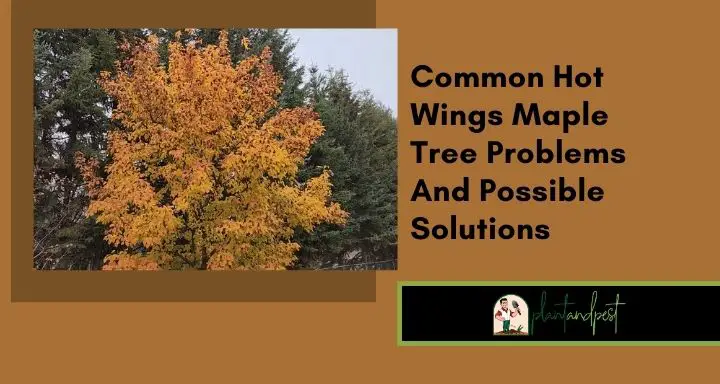 Common Hot Wings Maple Tree Problems