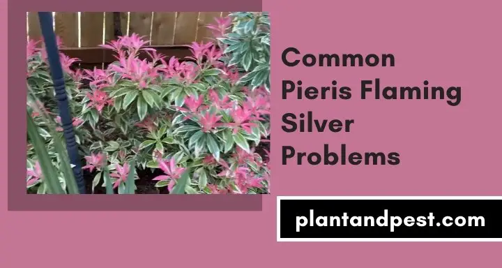 Pieris Flaming Silver Problems