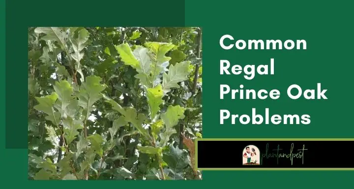 Common Regal Prince Oak Problems