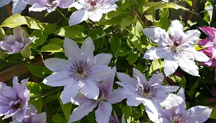 Healthy Clematis Nelly Moser