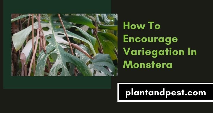 How To Encourage Variegation In Monstera