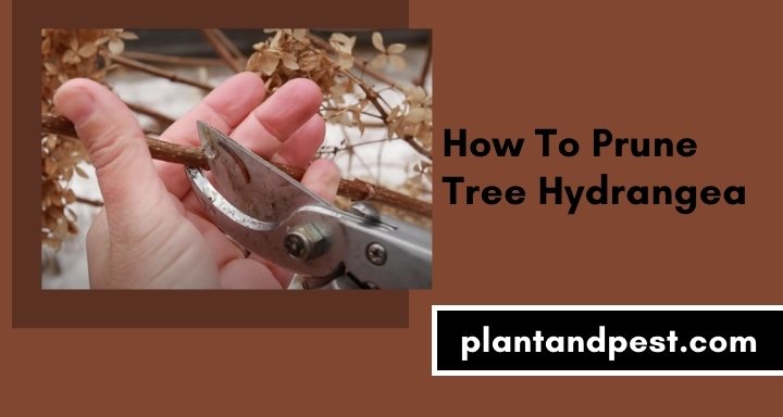 How To Prune Tree Hydrangea