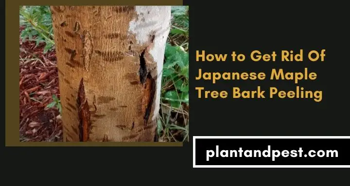 How to Get Rid Of Japanese Maple Tree Bark Peeling