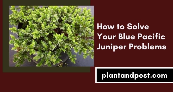 How to Solve Your Blue Pacific Juniper Problems