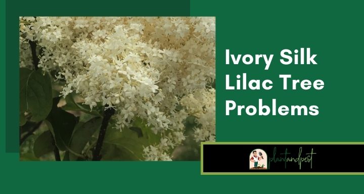 Ivory Silk Lilac Tree Problems