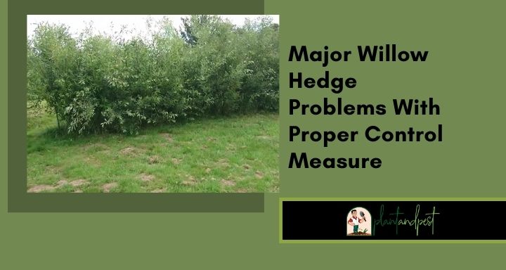 Major Willow Hedge Problems