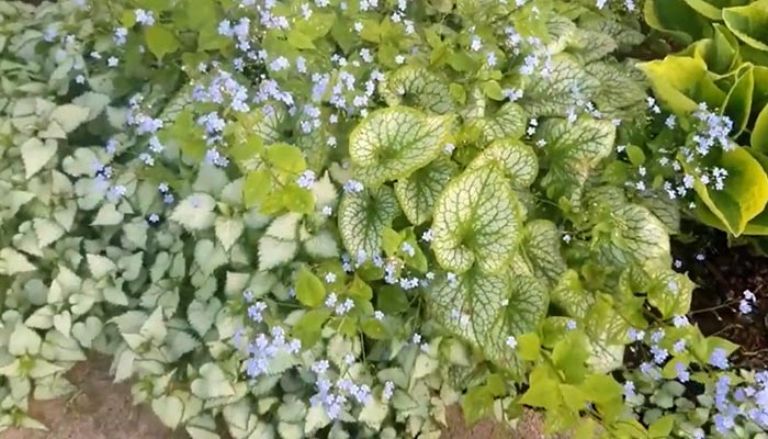 Brunnera Jack Frost Not Blooming