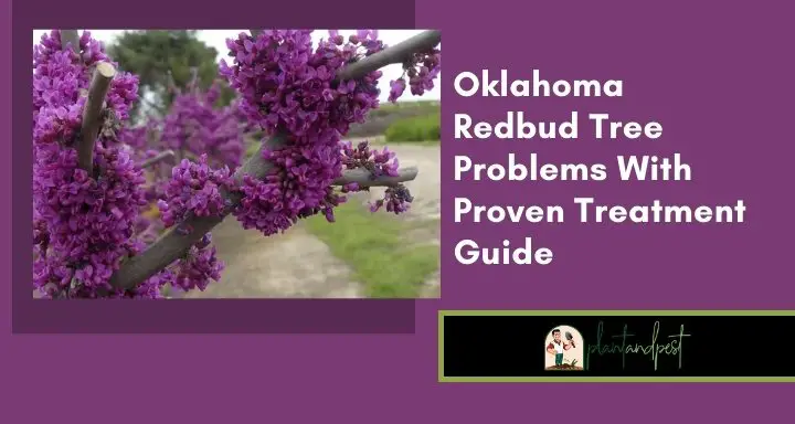 Oklahoma Redbud Tree Problems