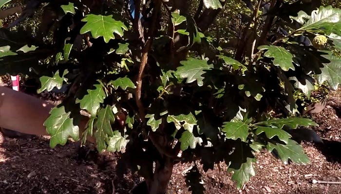Regal Prince Oak Tree Leaf Problem
