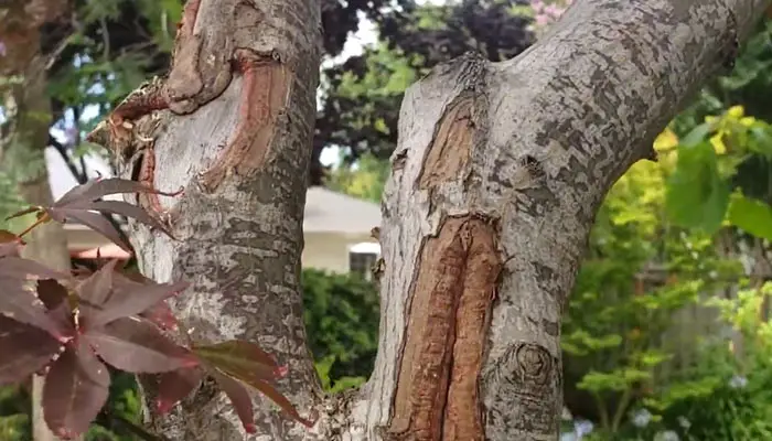 Damage to Japanese Maples Bark