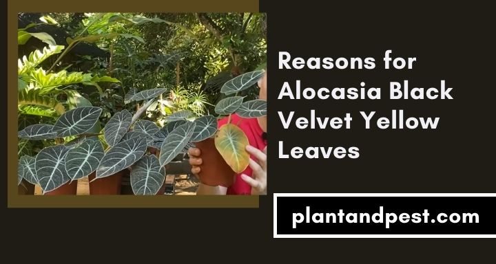 Reasons for Alocasia Black Velvet Yellow Leaves