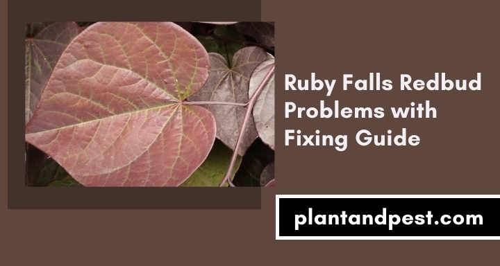 Ruby Falls Redbud Problems