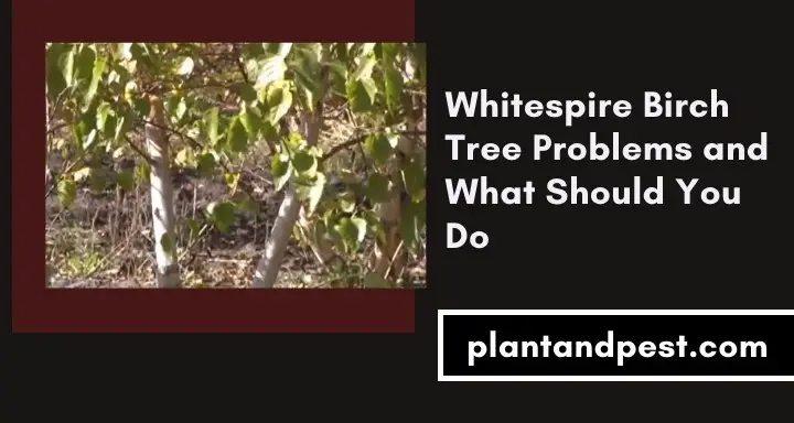 Whitespire Birch Tree Problems