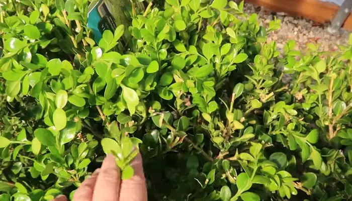 Fixing White Spots On Boxwood Leaves