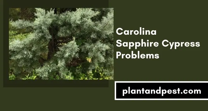 Carolina Sapphire Cypress Problems