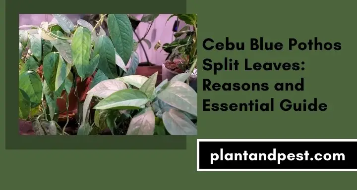 Cebu Blue Pothos Split Leaves