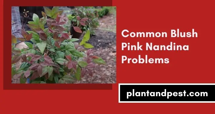 Common Blush Pink Nandina Problems