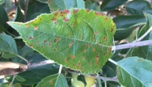 Yellow Spots On Apple Tree Leaves? [4 Reasons With Control Measure]