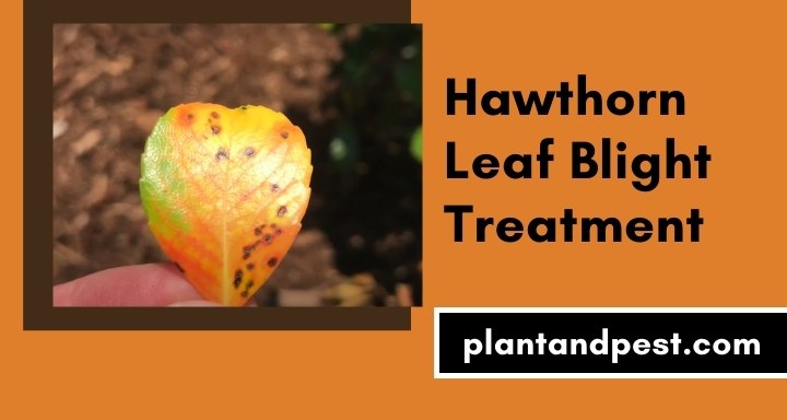 Hawthorn Leaf Blight Treatment