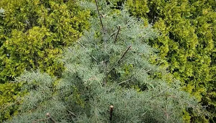 Carolina Sapphire Cypress Tree Care